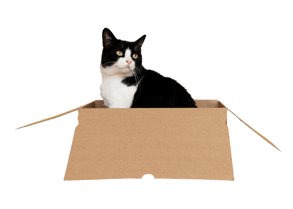 cat pet shop black cat